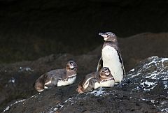 Galapagos Penguin